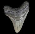 Megalodon Tooth - North Carolina #77533-1